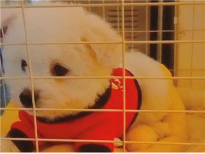 白色**泰迪转让