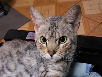 宠物孟加拉豹纹猫转让出售