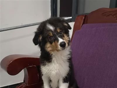 由于每天都要上班，没时间照看