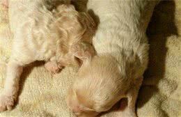 狗妈妈生宝宝了，我们该如何喂养幼犬?