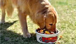 犬粮的种类有哪些，营养价值最高的粮是这个品种
