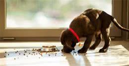 幼犬成长到什么时候，才适合改变饮食？它们该什么时候戒掉幼犬粮