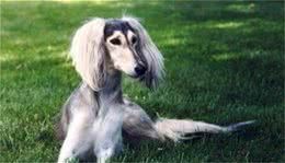 萨路基好养吗小狗出生后要先以母乳为生