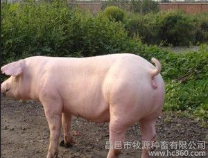 供应牧源种畜各种猪猪仔养殖长白猪优质活猪批发