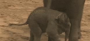 巴西龟拒食？试试这招！