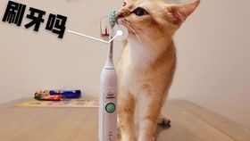 巴西龟拒食？试试这招！