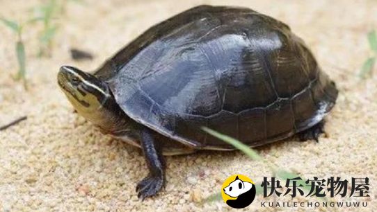 揭秘马来闭壳龟与马来龟的差异！宠物养护必看！