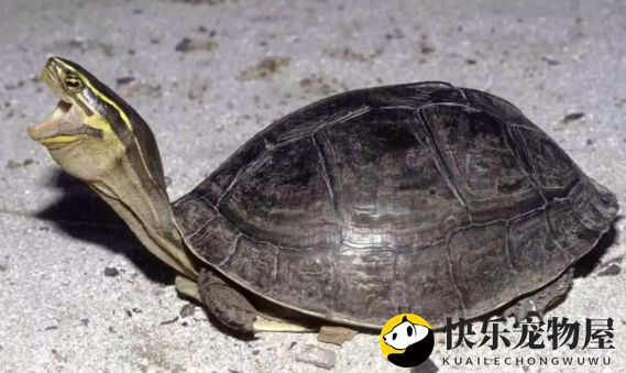 揭秘马来闭壳龟与马来龟的差异！宠物养护必看！