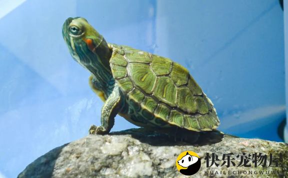 龟的加温不冬眠，越冬方法？