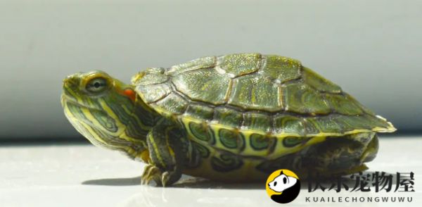 龟的加温不冬眠，越冬方法？