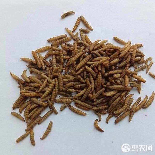 黑水虻微波小虫鸟饲料鸡饲料芦丁鸡饲料鸡蛋白饲料育雏饲料原料