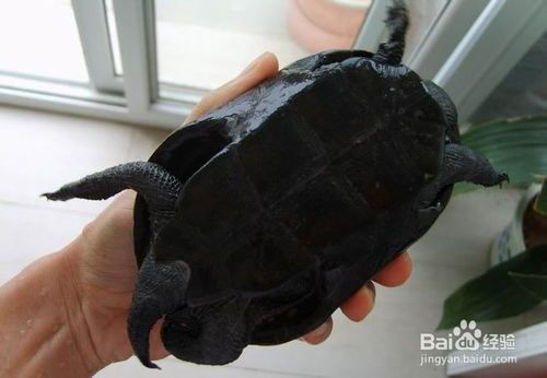 水龟如何快速区分公母？宠物选购必备技巧