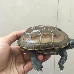 水龟如何快速区分公母？宠物选购必备技巧