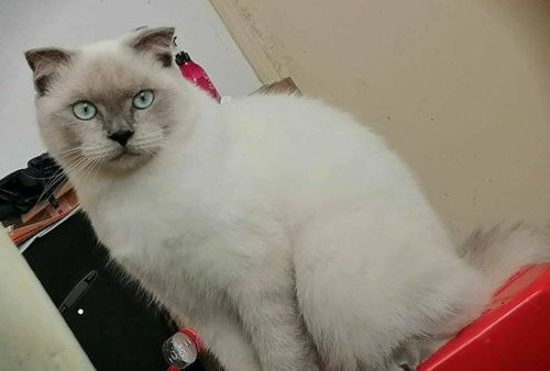 英短重点色多少钱 英短重点色是怎么配出来的