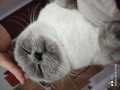 【英短】重点色多少钱市场价格一览让你轻松选购！