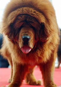 选购藏獒：关键要点与注意事项