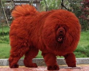 选购藏獒：关键要点与注意事项