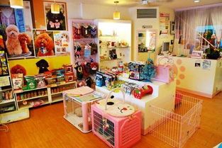 昆明宠物选购攻略：热门宠物店推荐，轻松购宠！