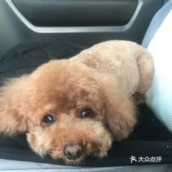 昆明宠物选购攻略：热门宠物店推荐，轻松购宠！