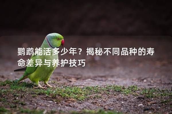 鹦鹉能活多少年？揭秘不同品种的寿命差异与养护技巧