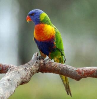 彩虹吸蜜鹦鹉