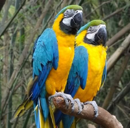 黄蓝金刚鹦鹉