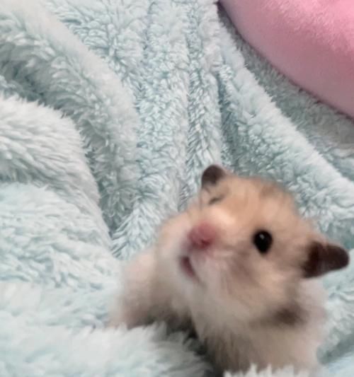 仓鼠为何无法看到颜色？