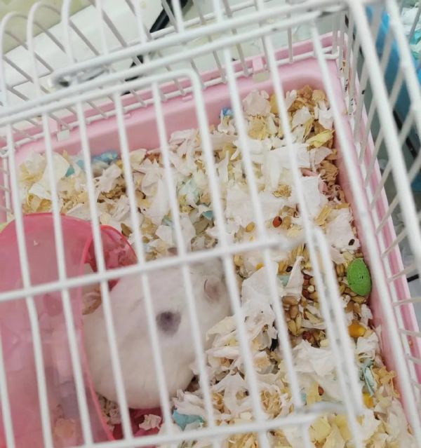 仓鼠为何无法看到颜色？