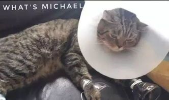 宠物主人必看：猫咪嘴唇伤口处理攻略