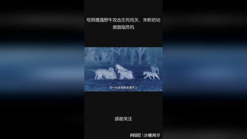 母狮遭遇野牛攻击生死攸关，未断奶幼崽面临危机
