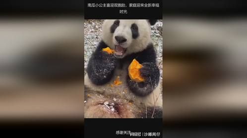 南瓜小公主喜迎双胞胎，家庭迎来全新幸福时光