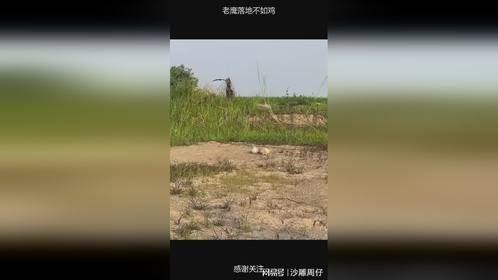 老鹰落地不如鸡