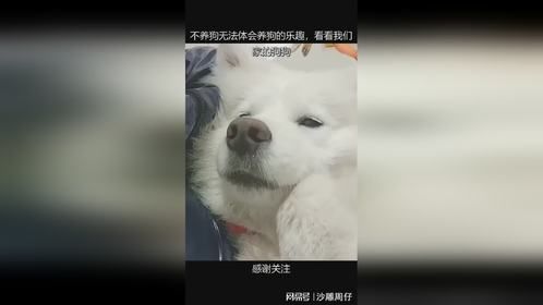 不养狗无法体会养狗的乐趣，看看我们家的狗狗