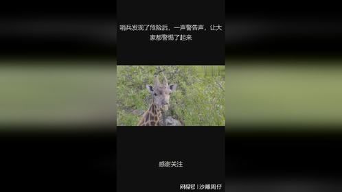 哨兵发现了危险后，一声警告声，让大家都警惕了起来