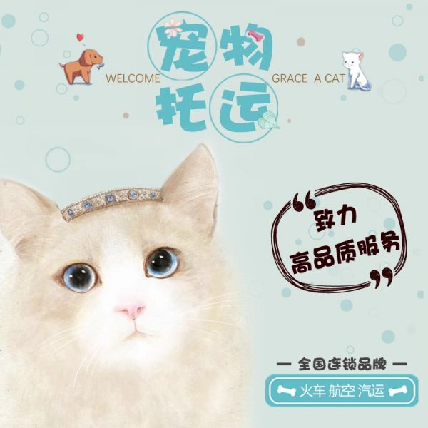宠物猫运输专车: 深圳宠物托运邮寄宠物活体运输
