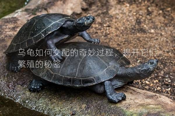 乌龟如何交配的奇妙过程，揭开它们繁殖的秘密