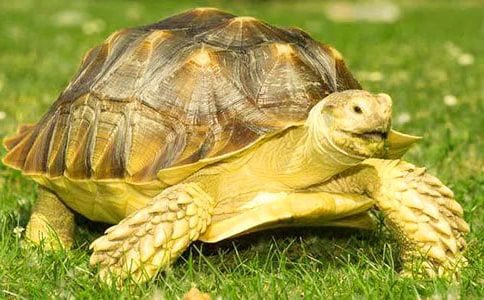 观察小乌龟日记集锦15篇