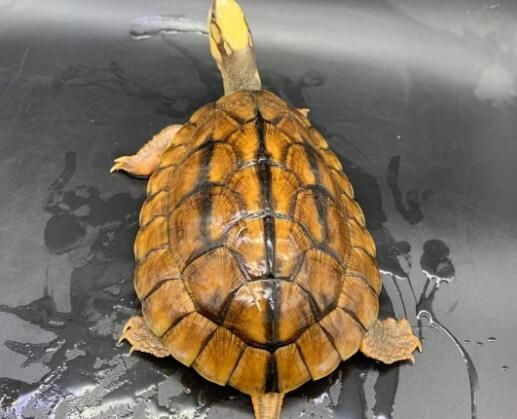 金钱龟苗现在卖多少钱一只