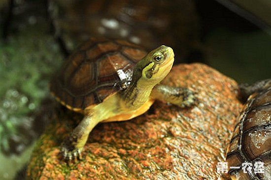 黄喉龟为什么不让卖了