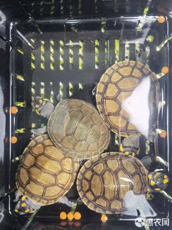 黄头深水宠物龟又名忍者神龟5-7公分 零售120