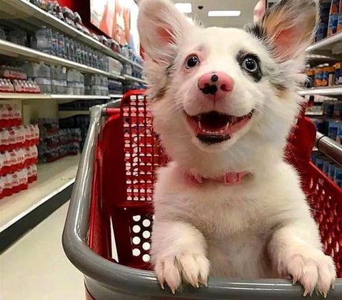 “共享美食，狗狗圈友聚会！”