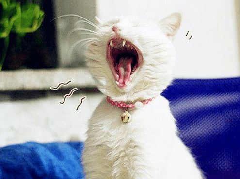 猫咪情绪舒缓音乐，宠物心情小助手