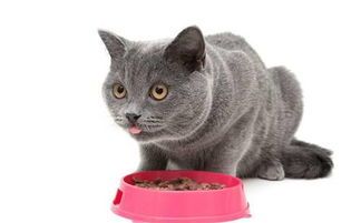 猫咪情绪舒缓音乐，宠物心情小助手