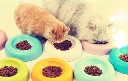 小鸟拉稀怎么办？宠物专家推荐食物疗法