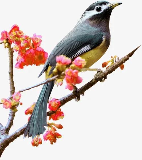 百灵鸟鸣声仿乐器，宠物界的自然旋律