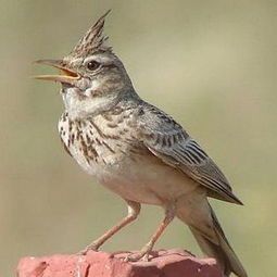 百灵鸟鸣声仿乐器，宠物界的自然旋律