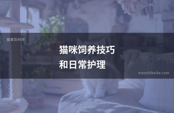 猫咪饲养技巧和日常护理