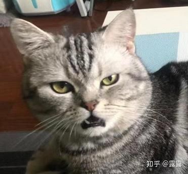 家养宠物猫日常怎么养活