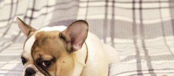 打造宠物的良好生活习惯（日常养成法）