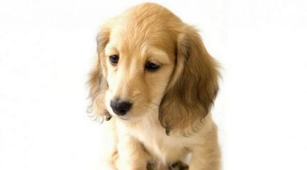 打造宠物的良好生活习惯（日常养成法）